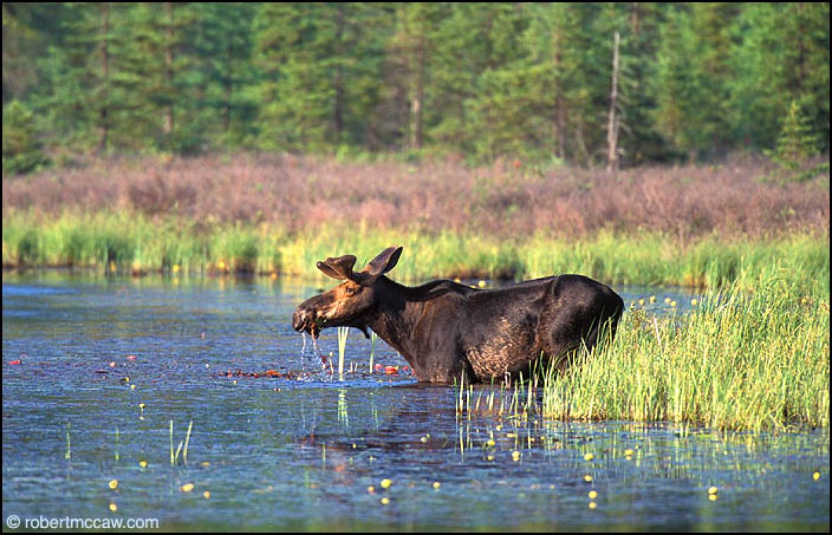 Mooseinpond